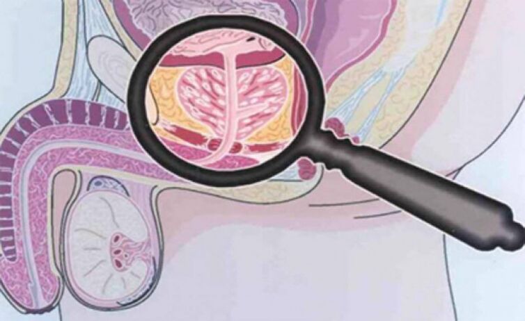 Prostate and its place