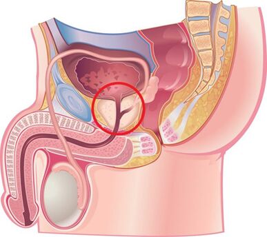The place of prostate in men