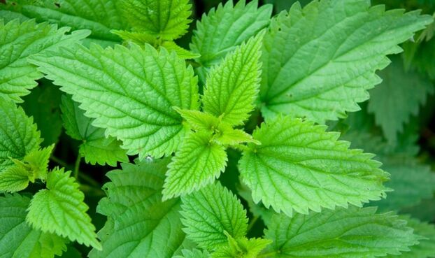 nettle for strength